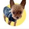 yorkietownusalb